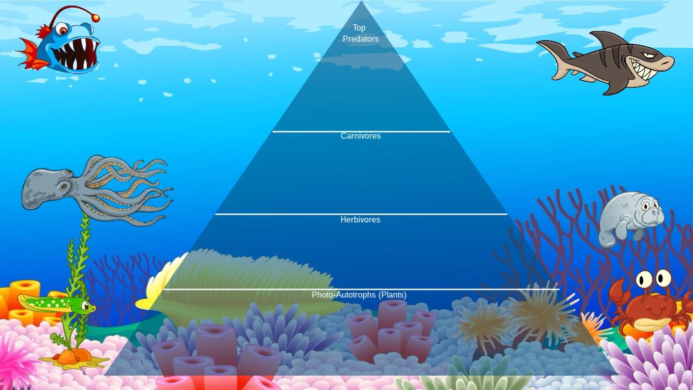 Ocean Ecological Pyramid - TEMPLATE