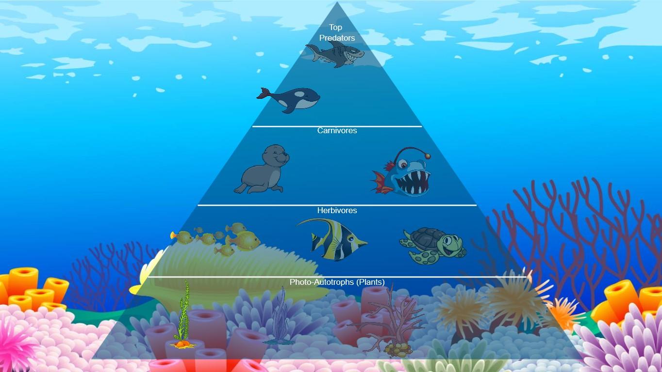 Ocean Ecological Pyramid - TEMPLATE