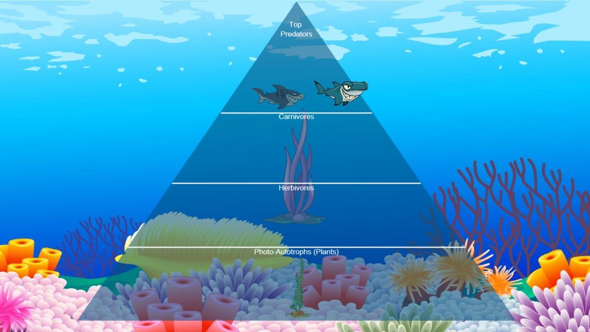 Ocean Ecological Pyramid - TEMPLATE