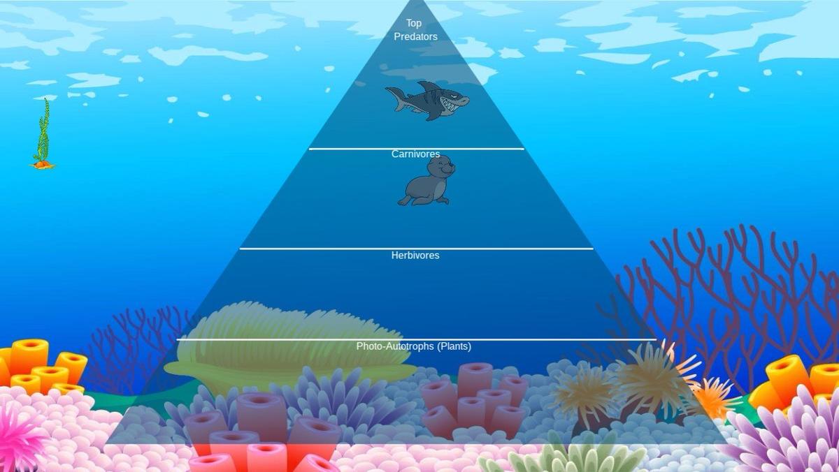 Ocean Ecological Pyramid - TEMPLATE