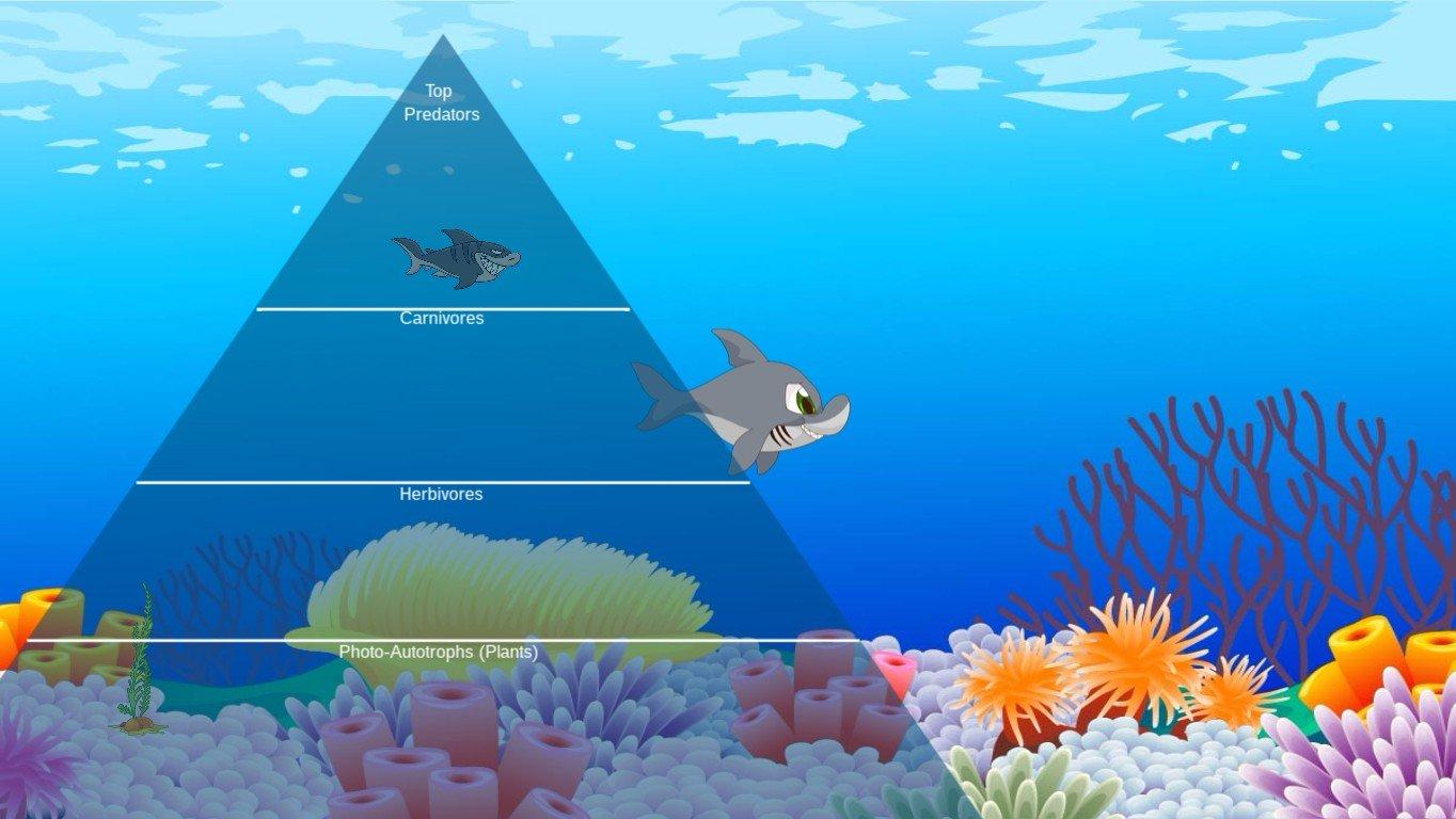 Ocean Ecological Pyramid - TEMPLATE