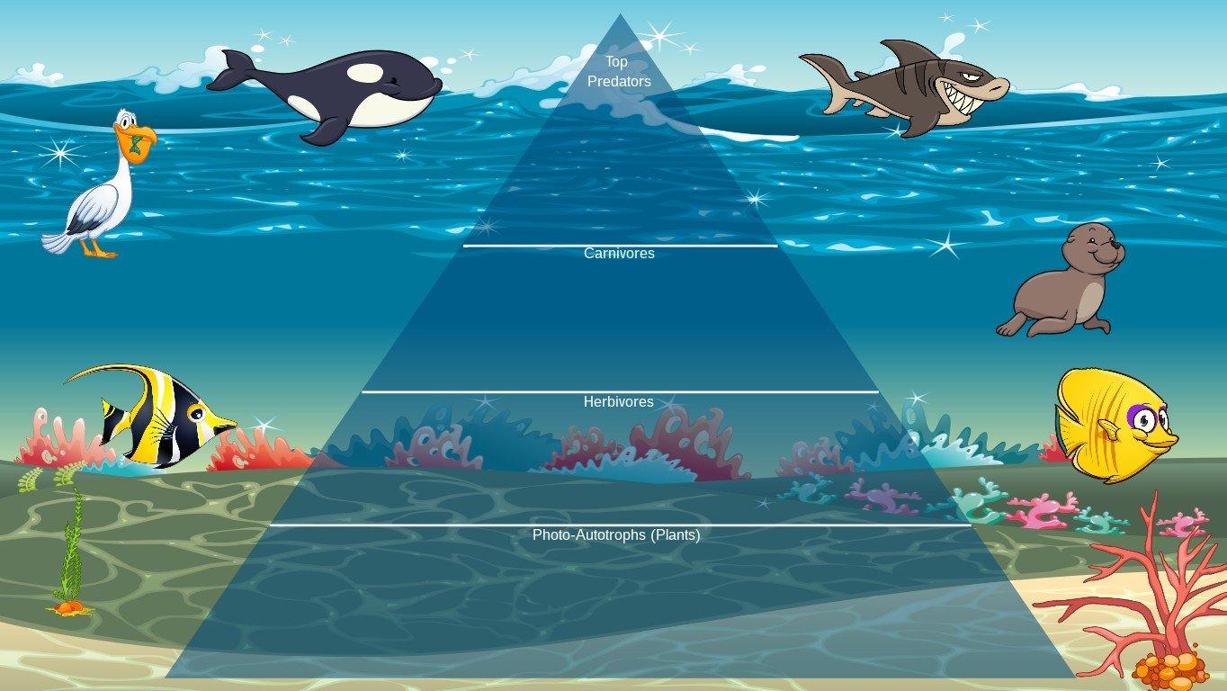 Ocean Ecological Pyramid - TEMPLATE