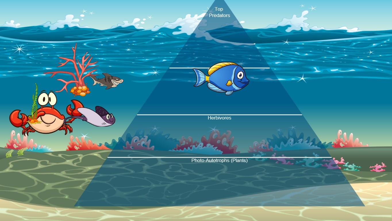 Ocean Ecological Pyramid - TEMPLATE