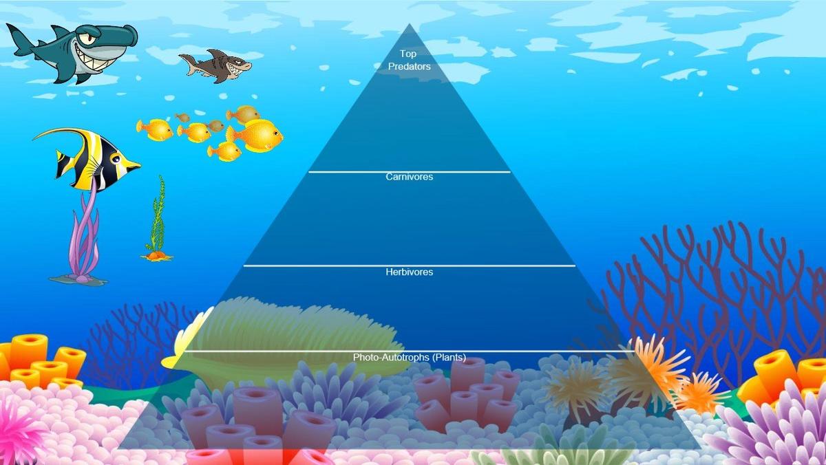 Ocean Ecological Pyramid - TEMPLATE