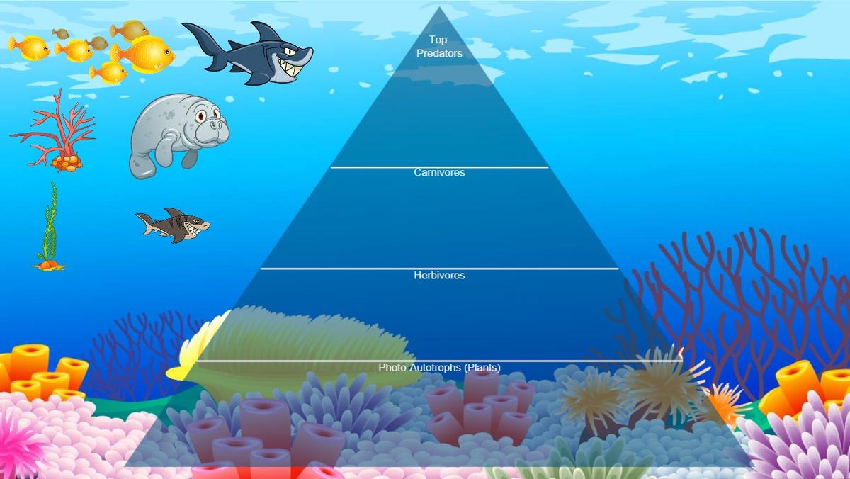 Ocean Ecological Pyramid - TEMPLATE