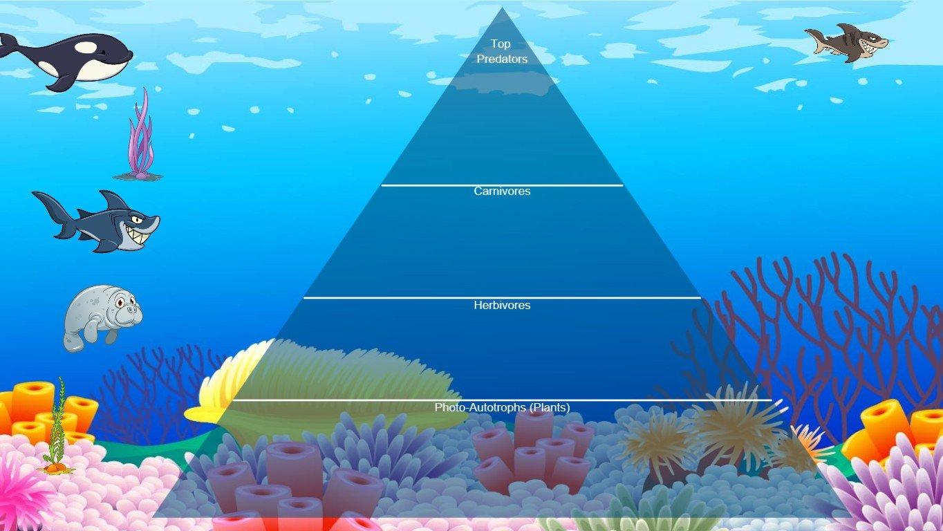 Ocean Ecological Pyramid - TEMPLATE