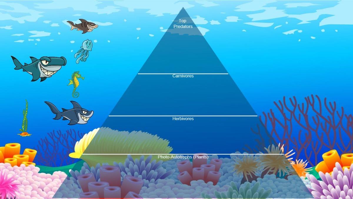 Ocean Ecological Pyramid - TEMPLATE