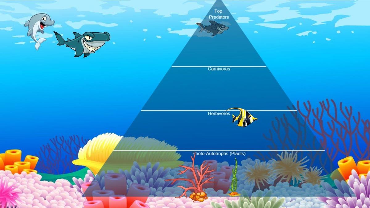 Ocean Ecological Pyramid - TEMPLATE