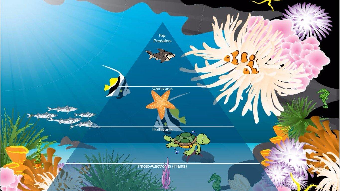 Ocean Ecological Pyramid - TEMPLATE