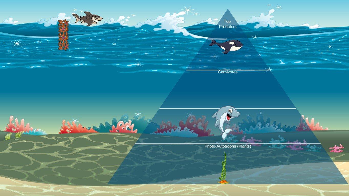 Ocean Ecological Pyramid - TEMPLATE