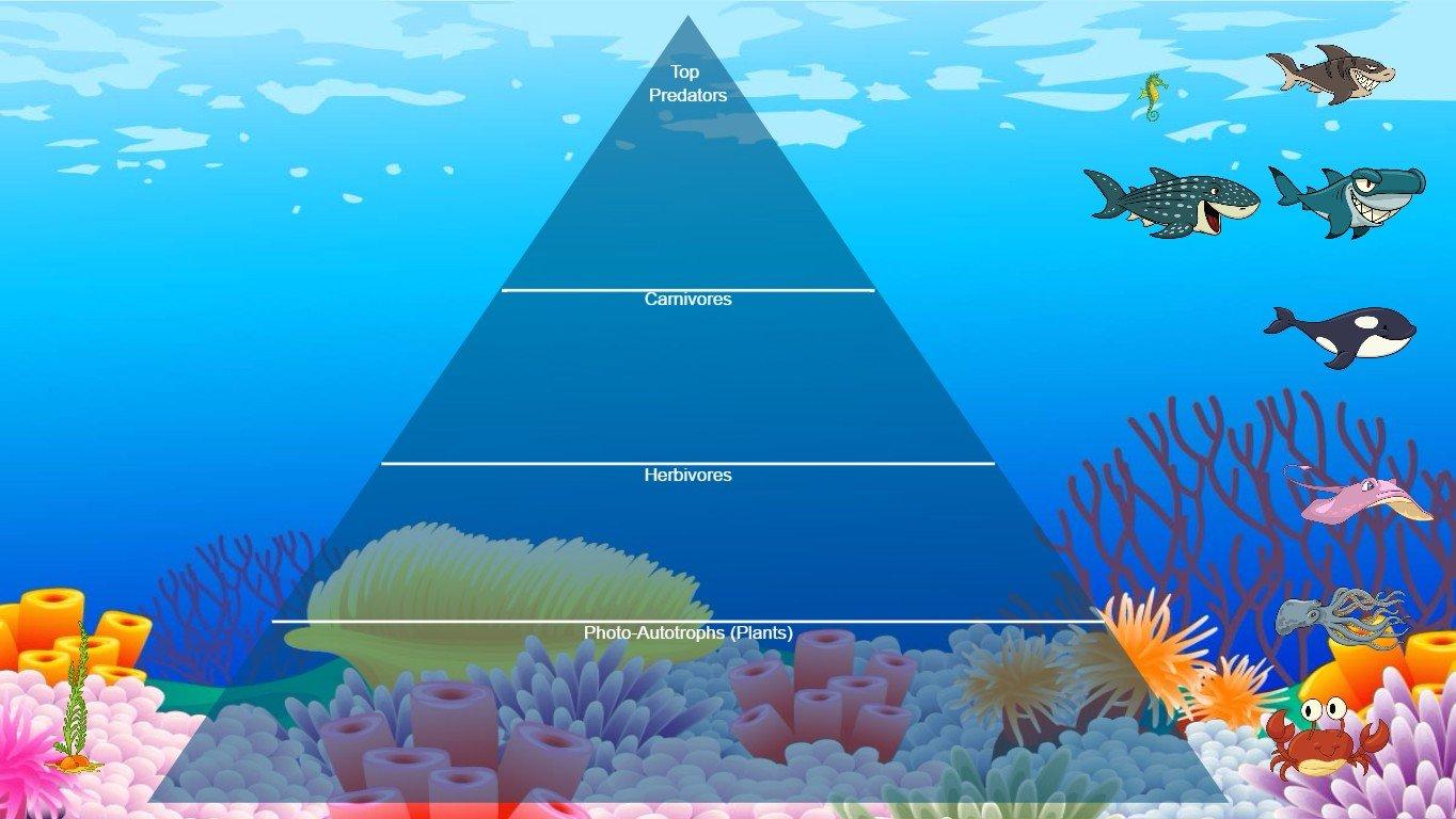 Ocean Ecological Pyramid - TEMPLATE