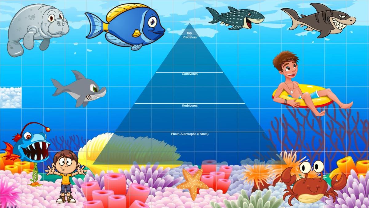 Ocean Ecological Pyramid - TEMPLATE