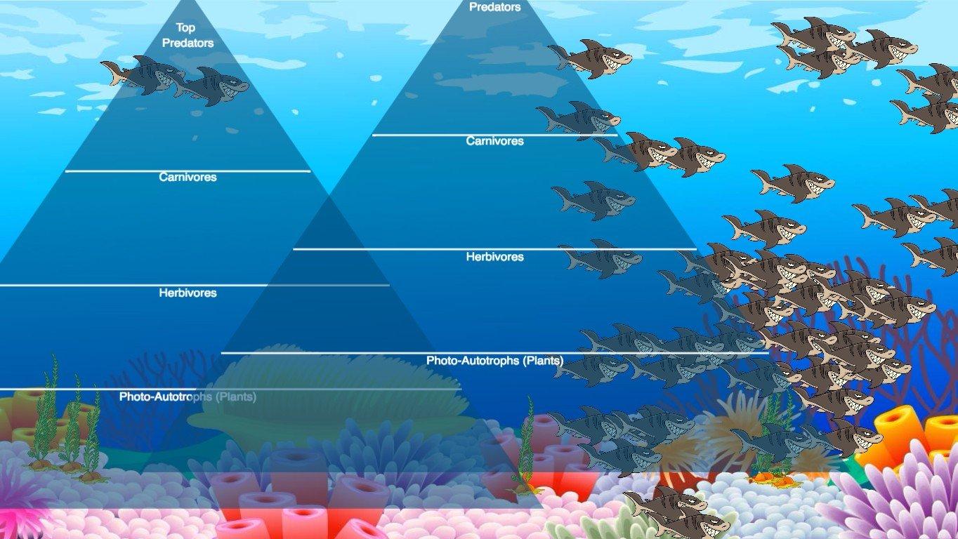 Ocean Ecological Pyramid - TEMPLATE