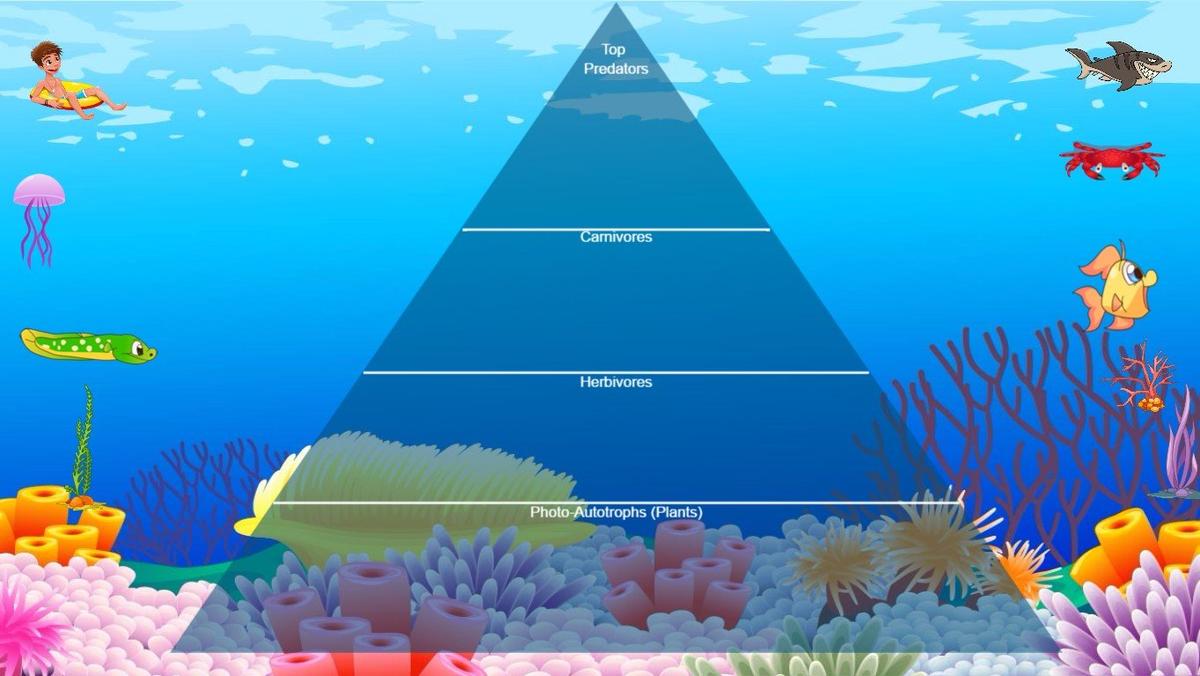 Ocean Ecological Pyramid - TEMPLATE