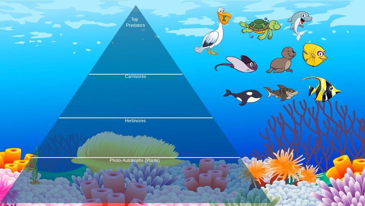 Ocean Ecological Pyramid - TEMPLATE