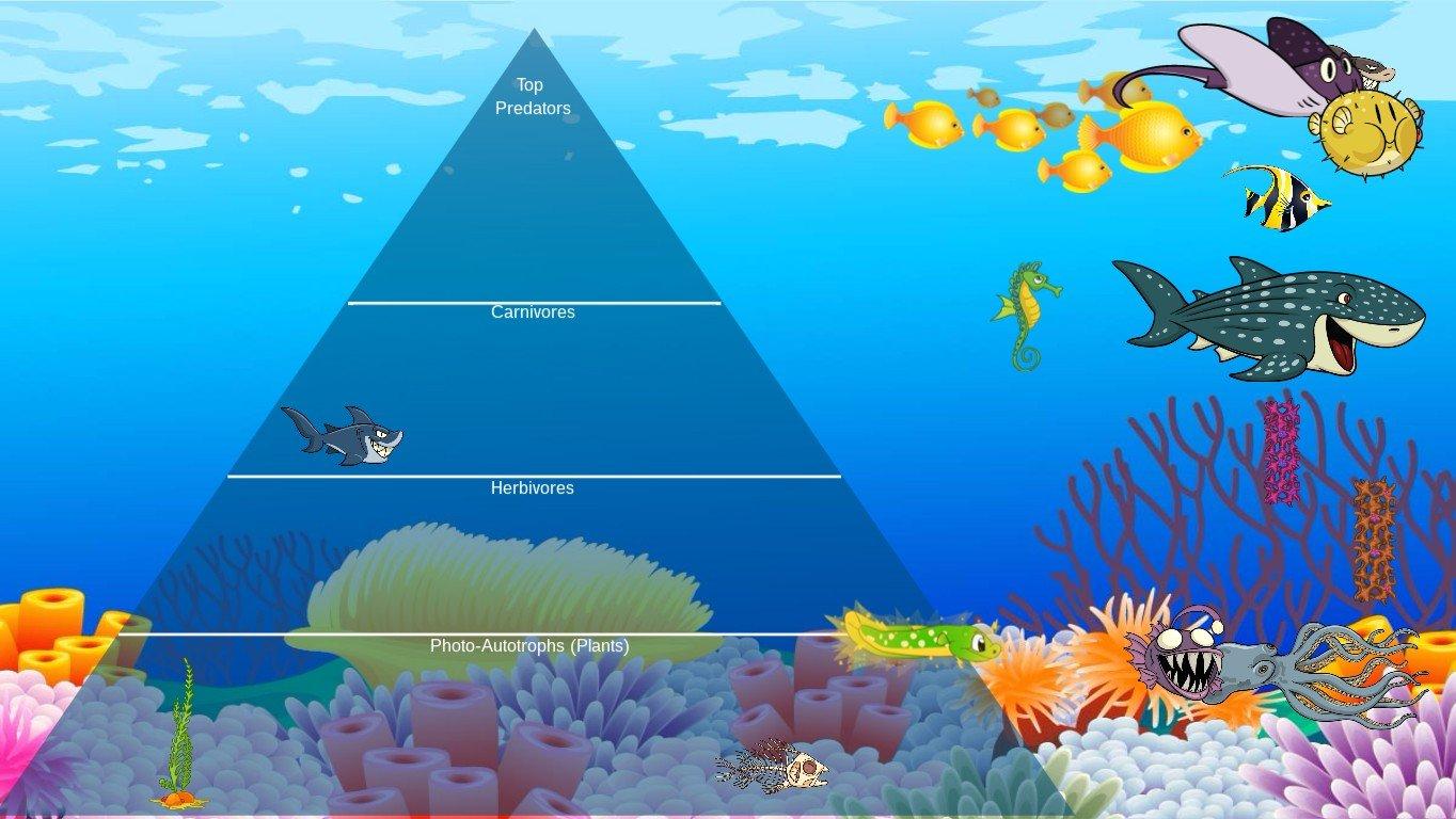 Ocean Ecological Pyramid - TEMPLATE