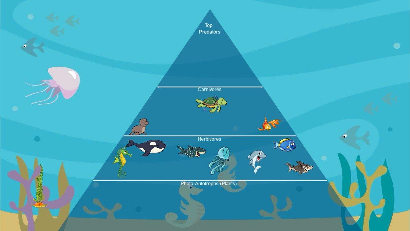 Ocean Ecological Pyramid - TEMPLATE