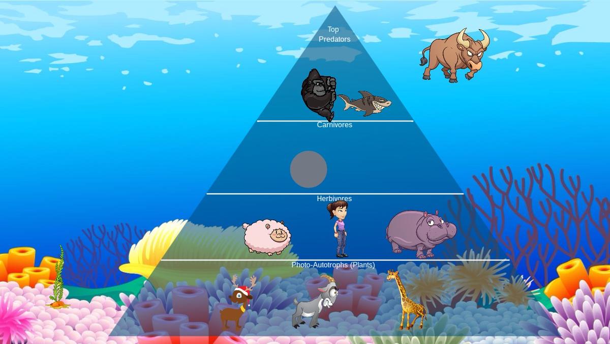 Ocean Ecological Pyramid - TEMPLATE