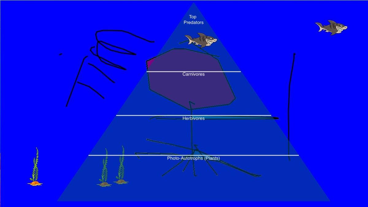 Ocean Ecological Pyramid - TEMPLATE