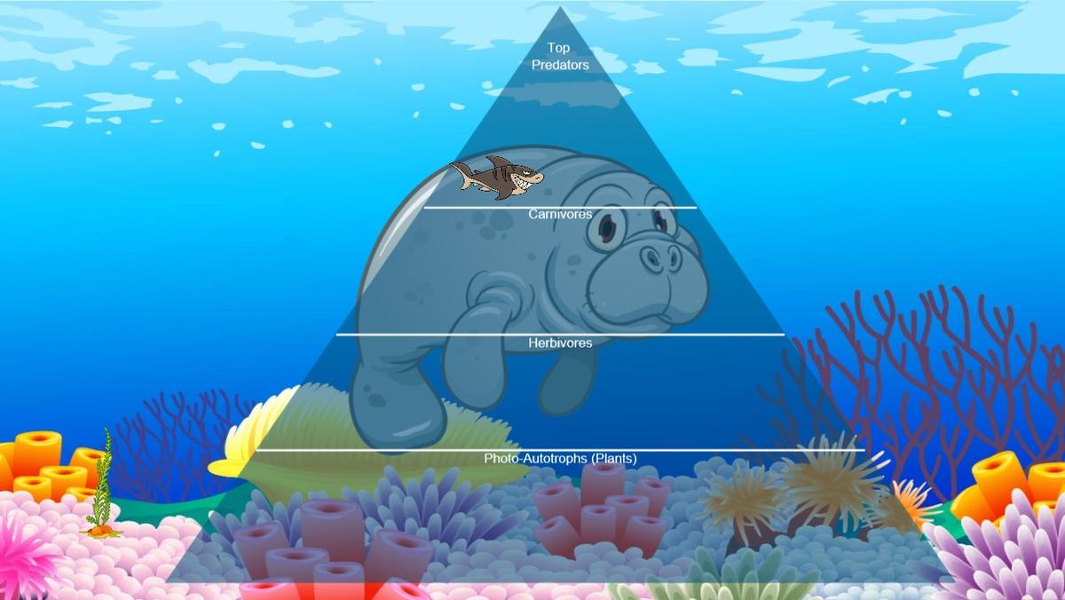 Ocean Ecological Pyramid - TEMPLATE