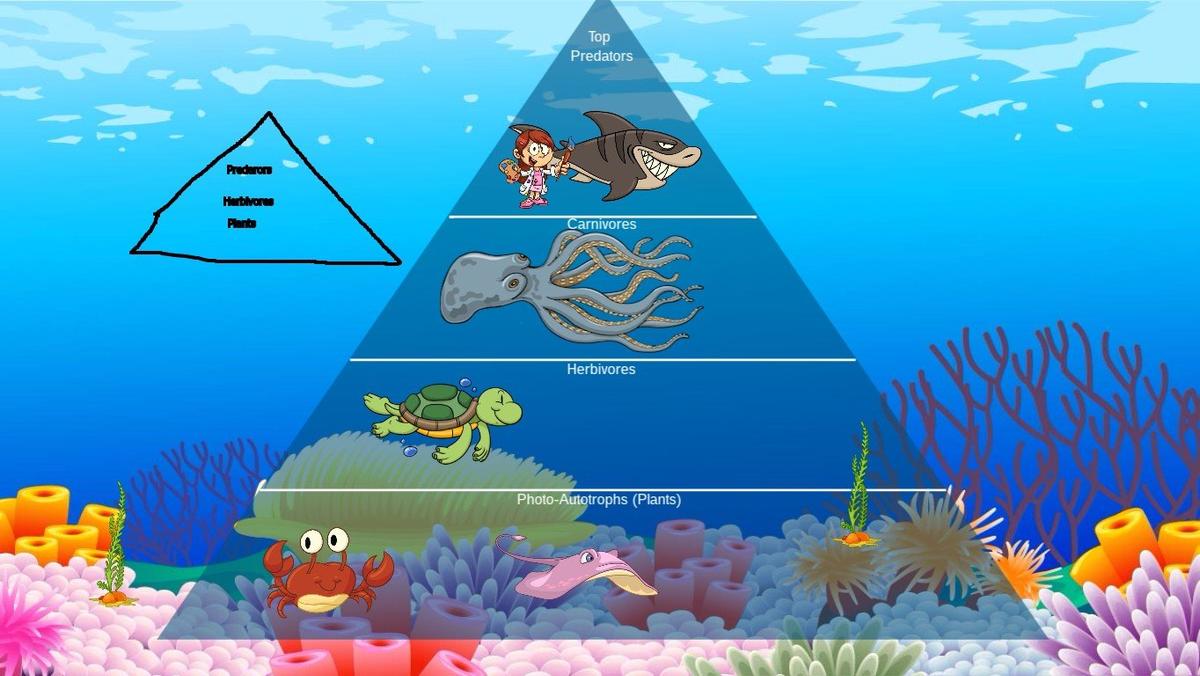 Ocean Ecological Pyramid - TEMPLATE