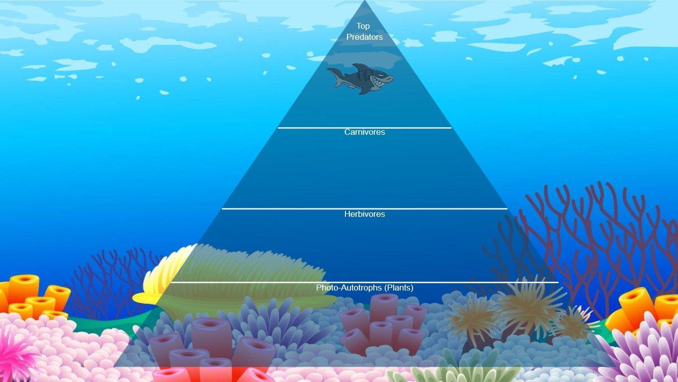 Ocean Ecological Pyramid - TEMPLATE