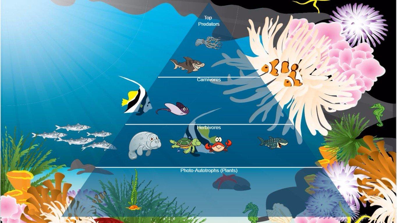 Ocean Ecological Pyramid - TEMPLATE