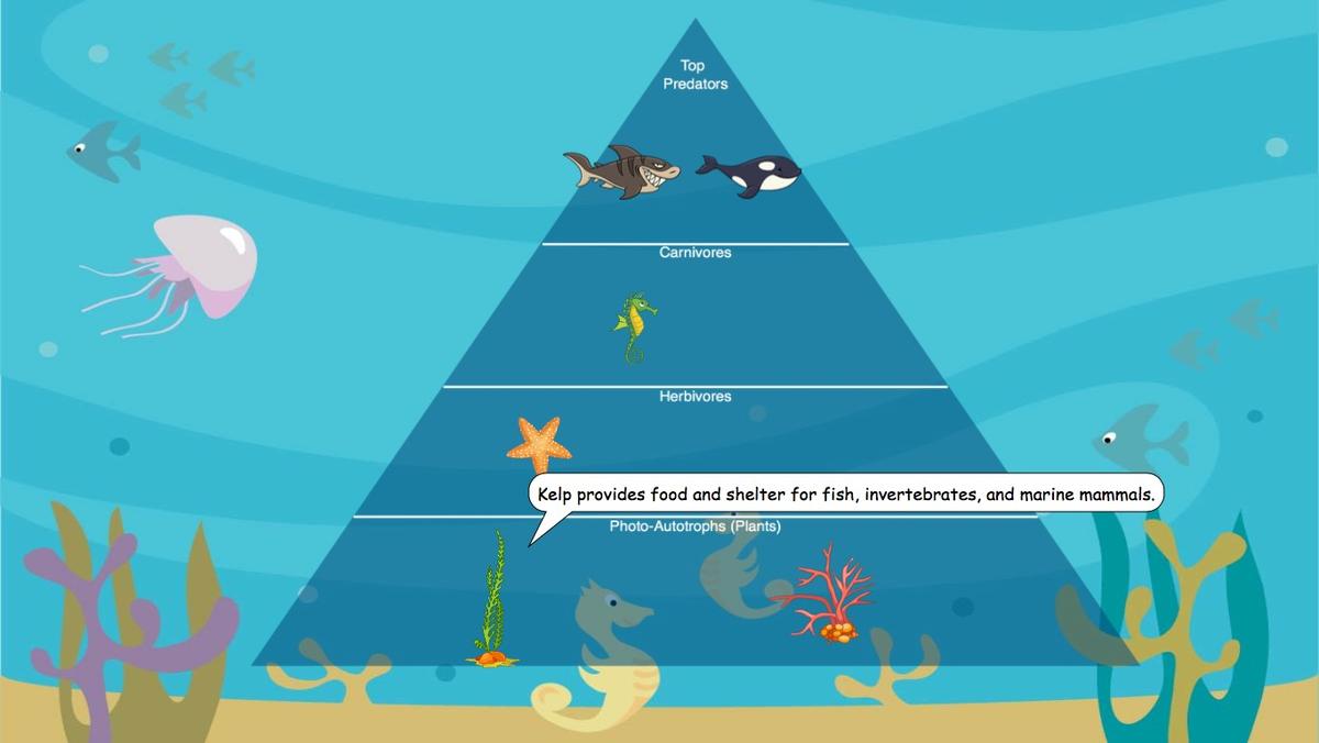 Ocean Ecological Pyramid - TEMPLATE