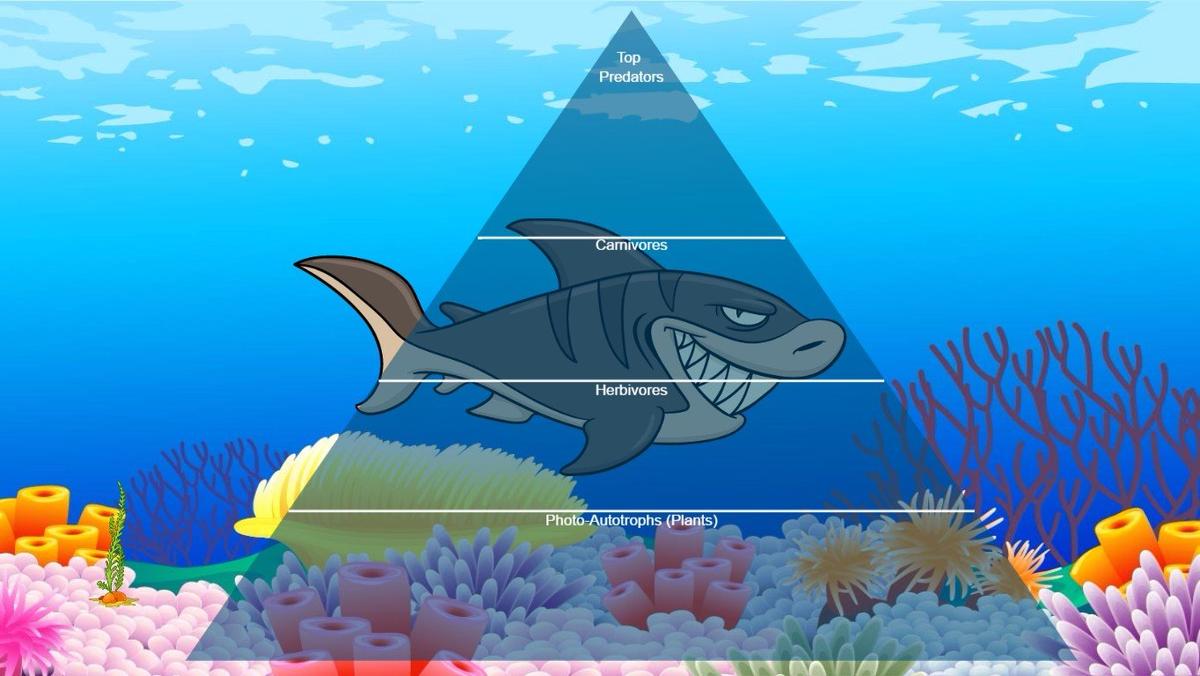 Ocean Ecological Pyramid - TEMPLATE