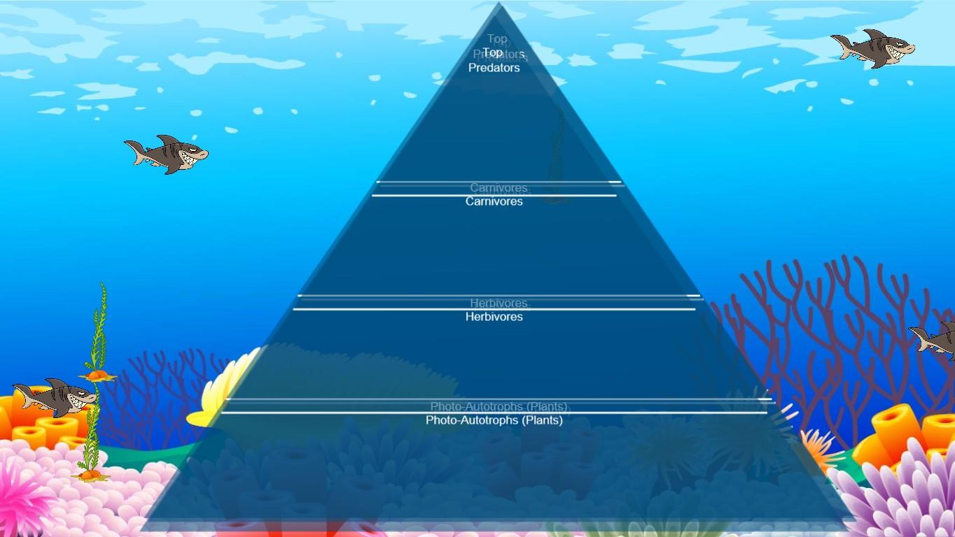 Ocean Ecological Pyramid - TEMPLATE