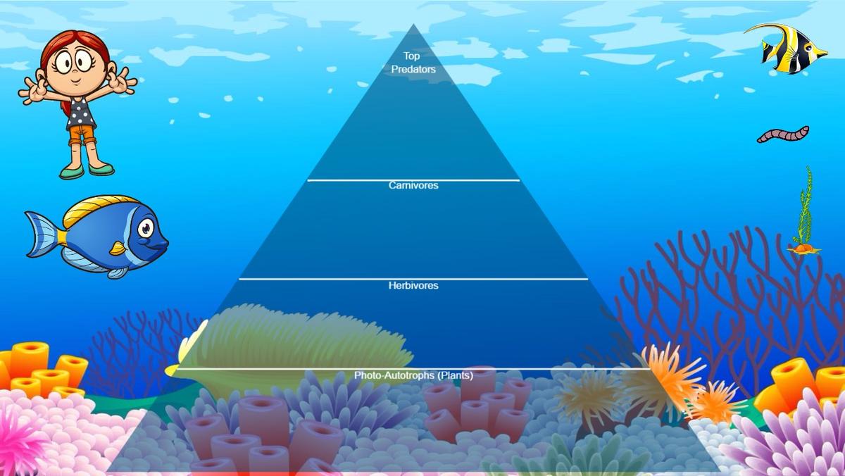 Ocean Ecological Pyramid - TEMPLATE