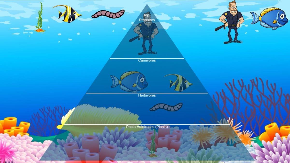 Ocean Ecological Pyramid - TEMPLATE