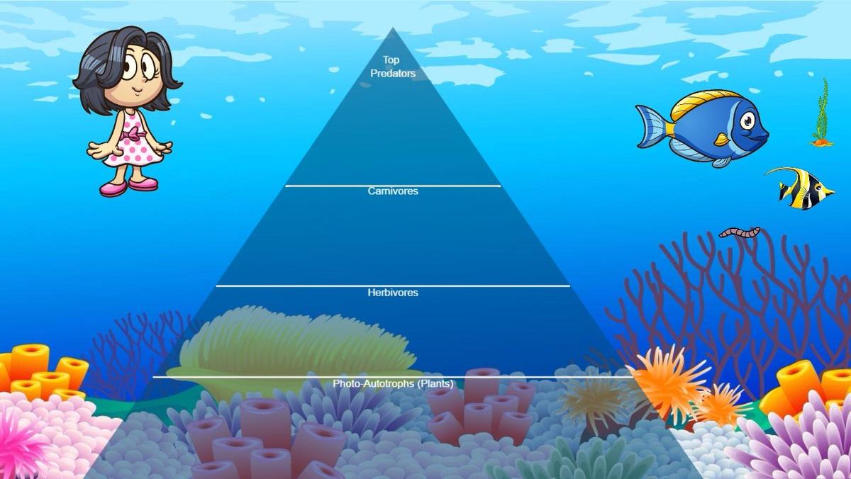 Ocean Ecological Pyramid - TEMPLATE