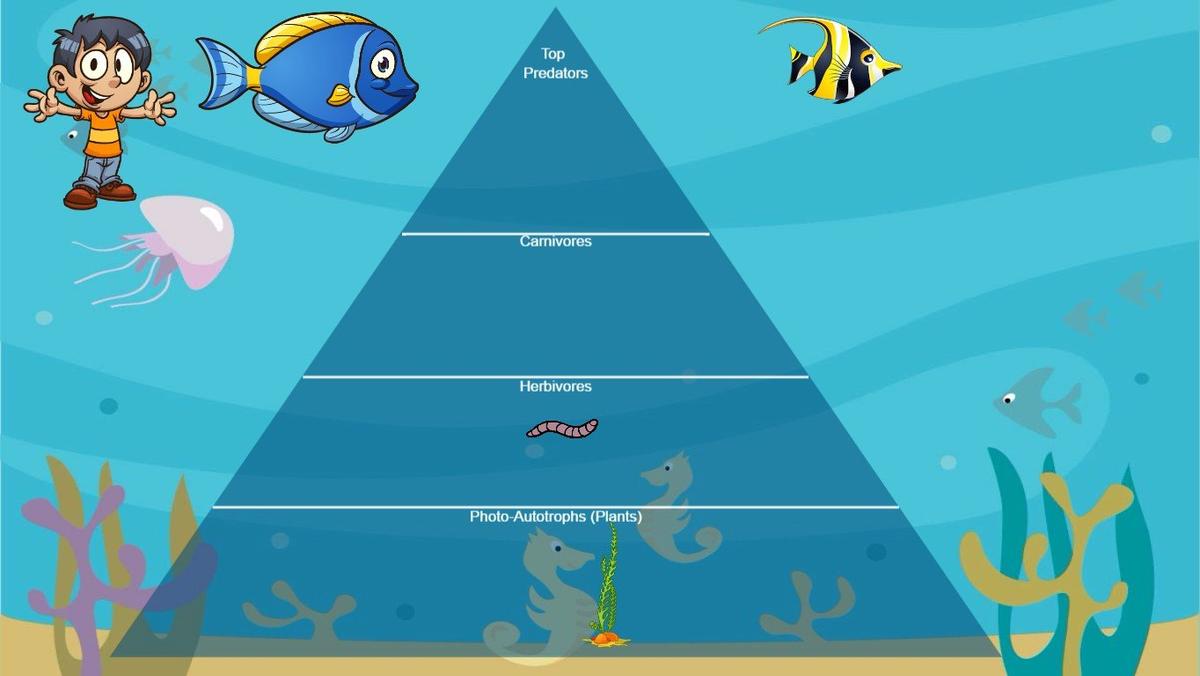 Ocean Ecological Pyramid - TEMPLATE