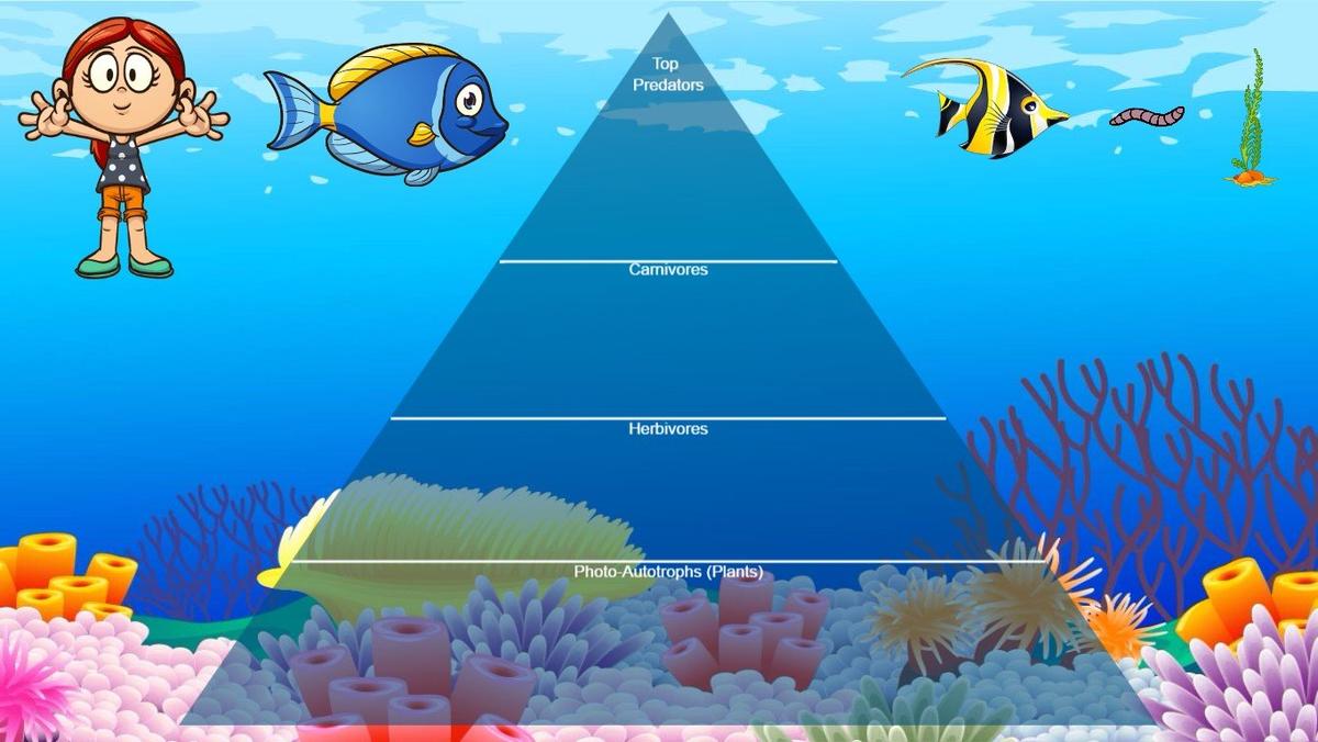 Ocean Ecological Pyramid - TEMPLATE