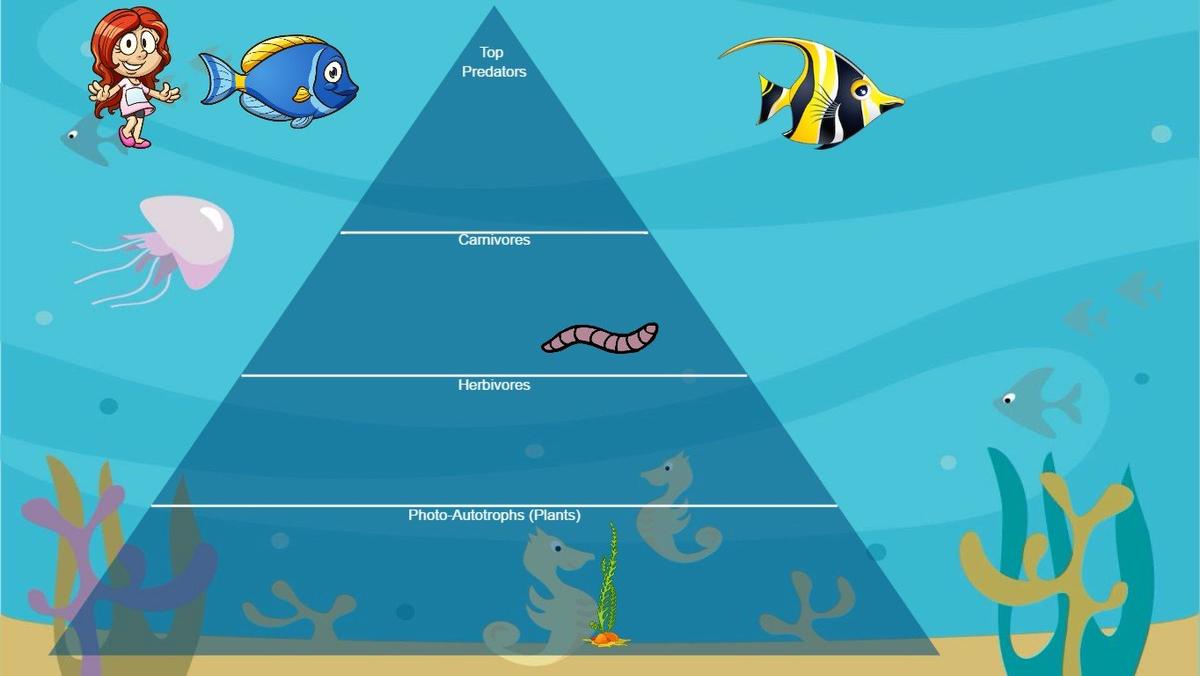 Ocean Ecological Pyramid - TEMPLATE