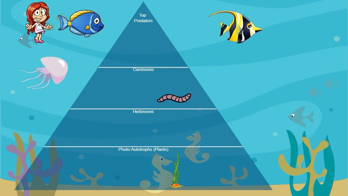 Ocean Ecological Pyramid - TEMPLATE