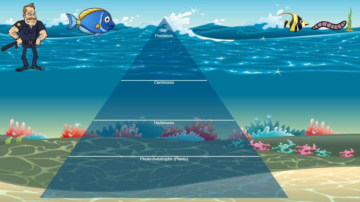 Ocean Ecological Pyramid - TEMPLATE