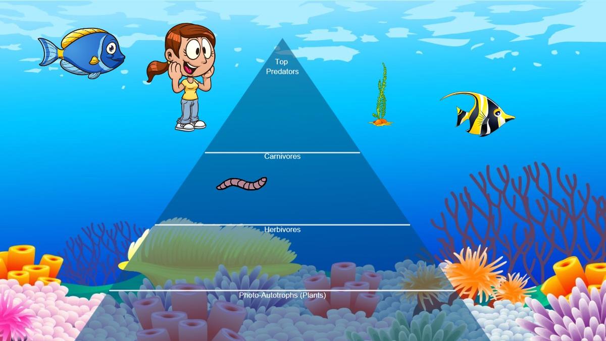 Ocean Ecological Pyramid - TEMPLATE