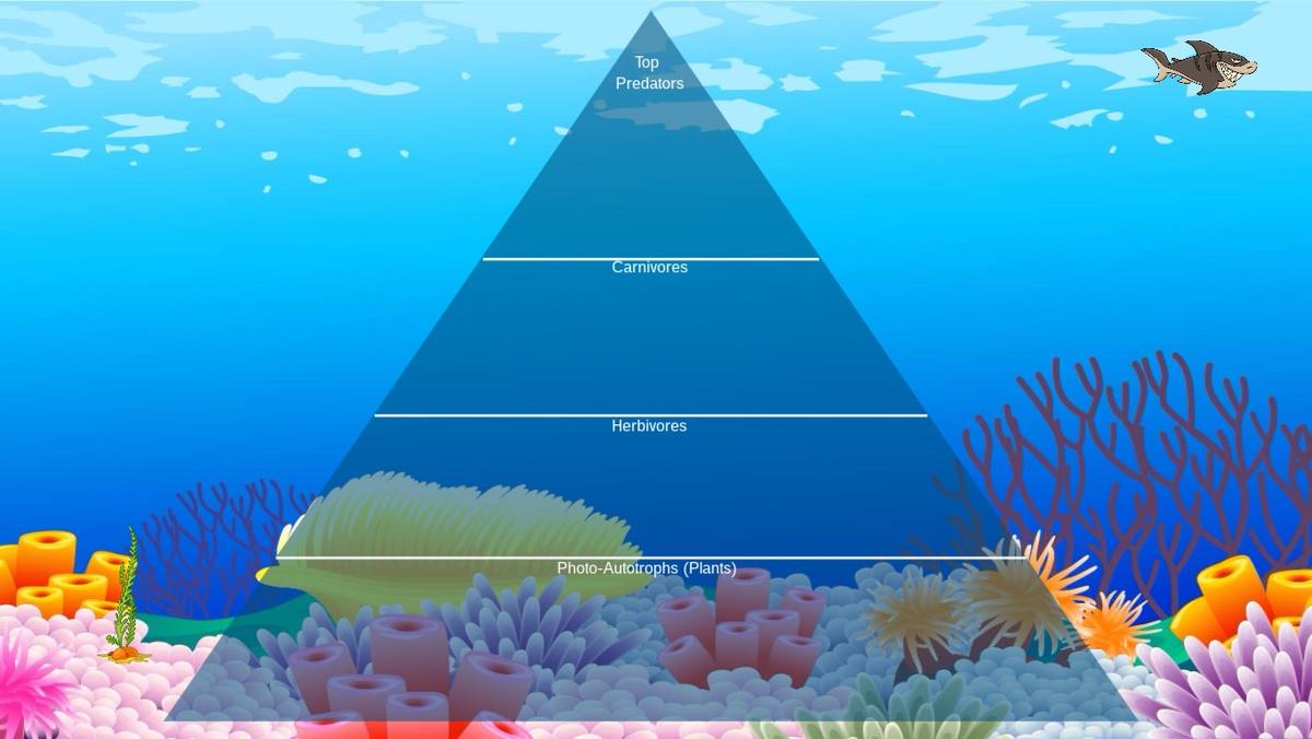 Ocean Ecological Pyramid - TEMPLATE