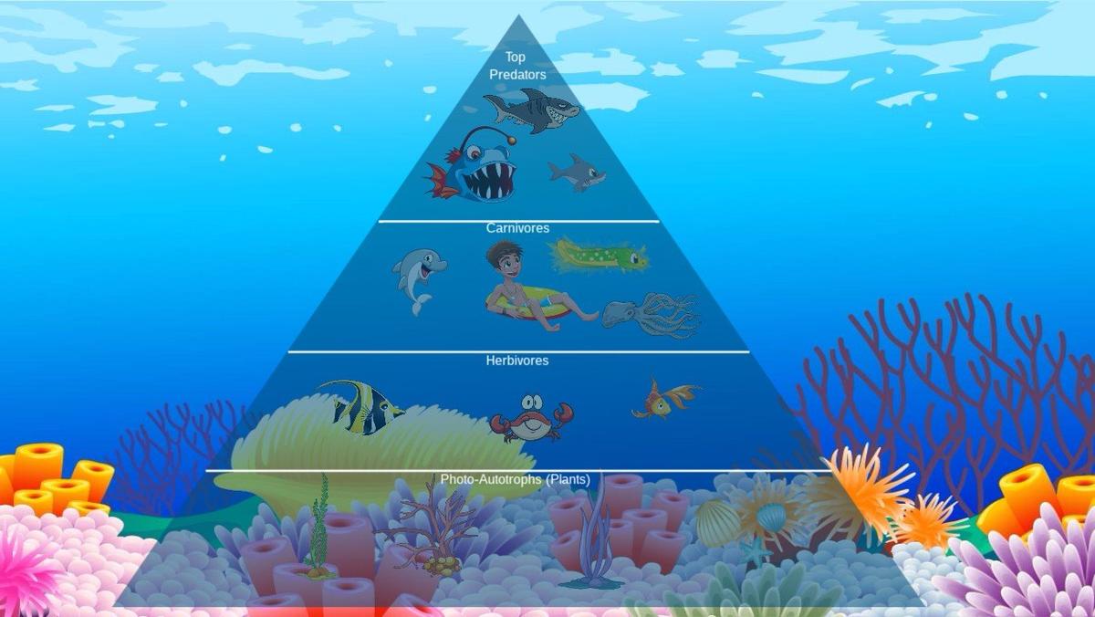 Ocean Ecological Pyramid - TEMPLATE