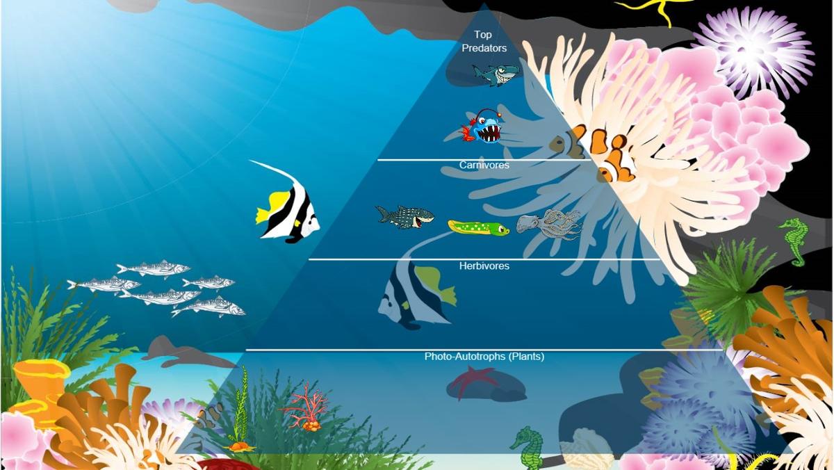 Ocean Ecological Pyramid - TEMPLATE