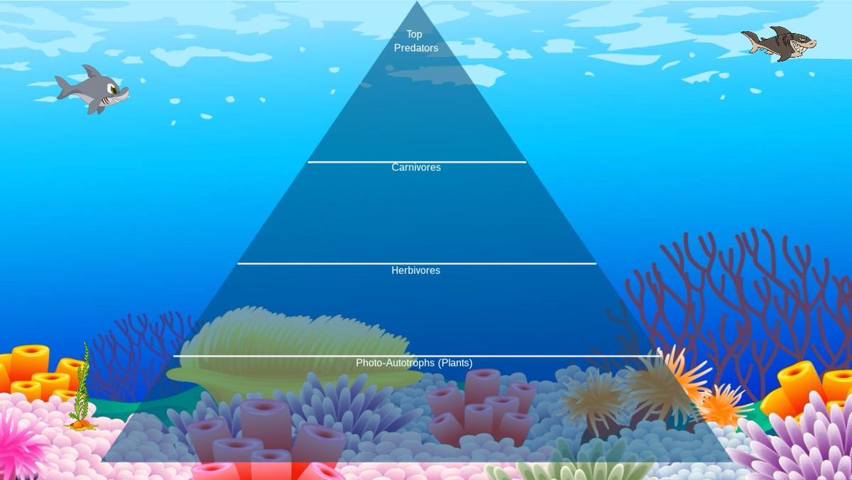 Ocean Ecological Pyramid - TEMPLATE