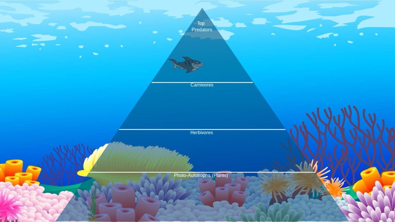 Ocean Ecological Pyramid - TEMPLATE