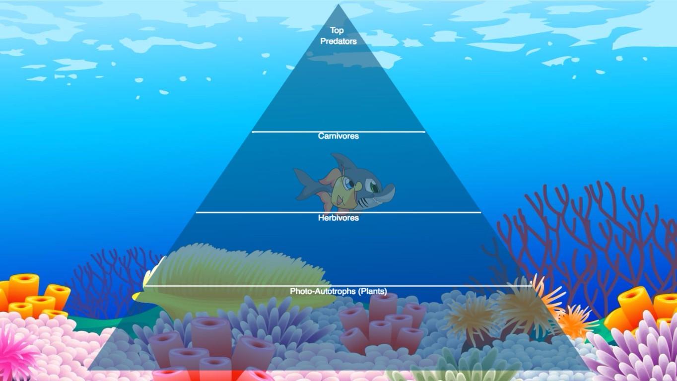 Ocean Ecological Pyramid - TEMPLATE