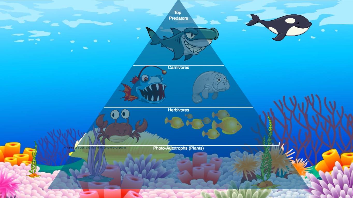 Ocean Ecological Pyramid - TEMPLATE