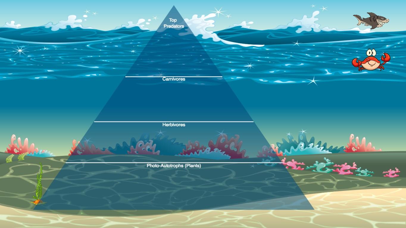 Ocean Ecological Pyramid - TEMPLATE