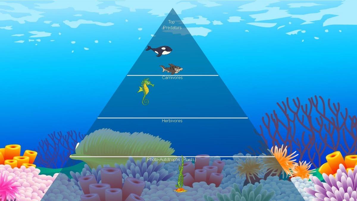 Ocean Ecological Pyramid - TEMPLATE