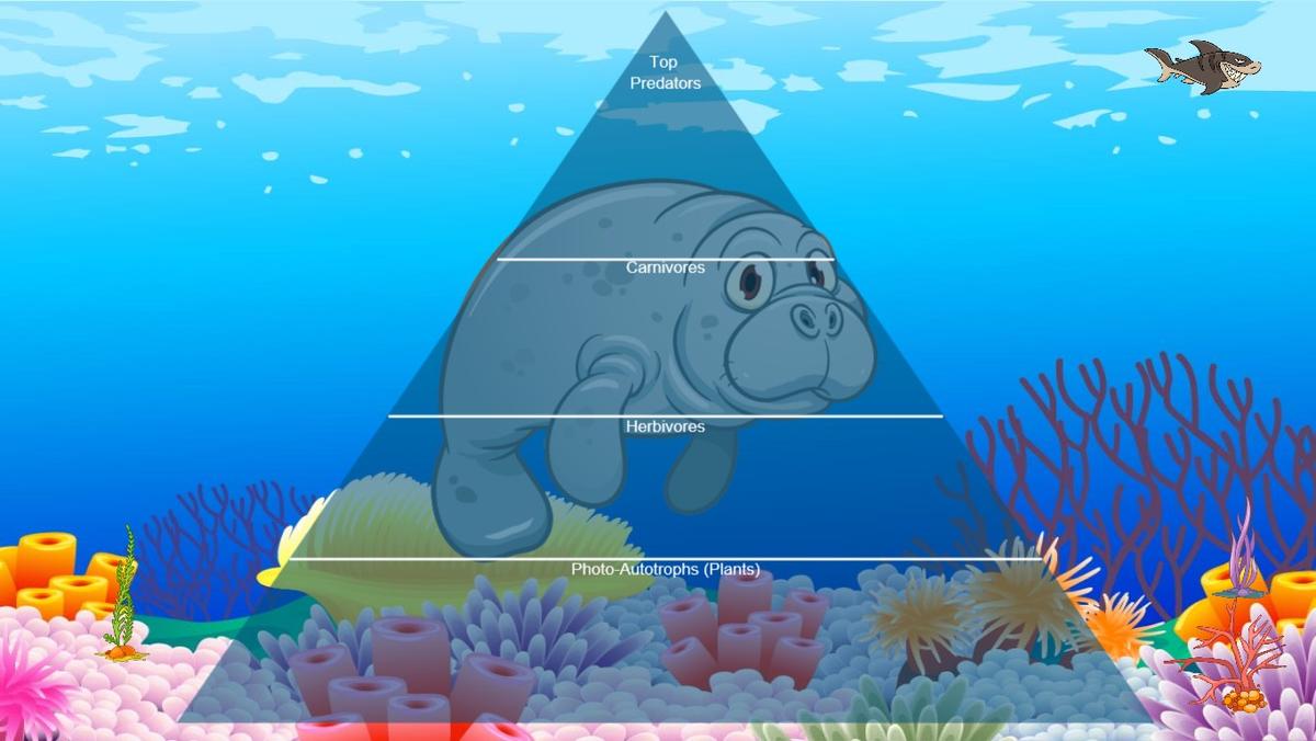 Ocean Ecological Pyramid - TEMPLATE