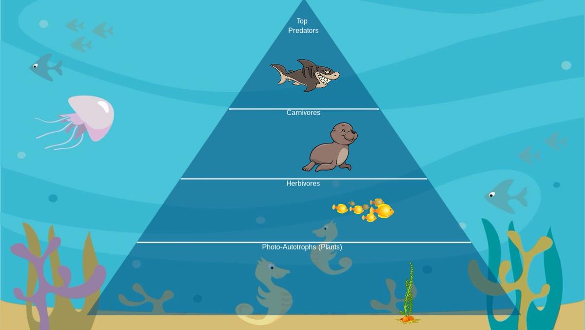 Ocean Ecological Pyramid - TEMPLATE